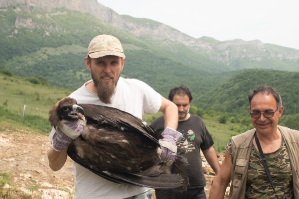 След десетилетия природен парк „Врачански Балкан” отново е дом на черни лешояди