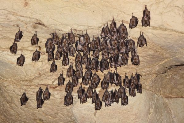 Проведоха мониторинг на прилепните колонии в две пещери в Северозапада